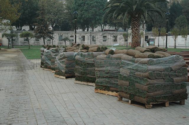 Planting with turf rolls can become expensive due to shipping large volumes of grass. Photo by Shabnam Mayet