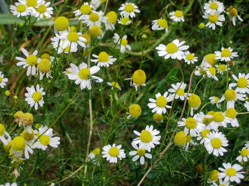 Chamomile - Photo by Mussklprozz