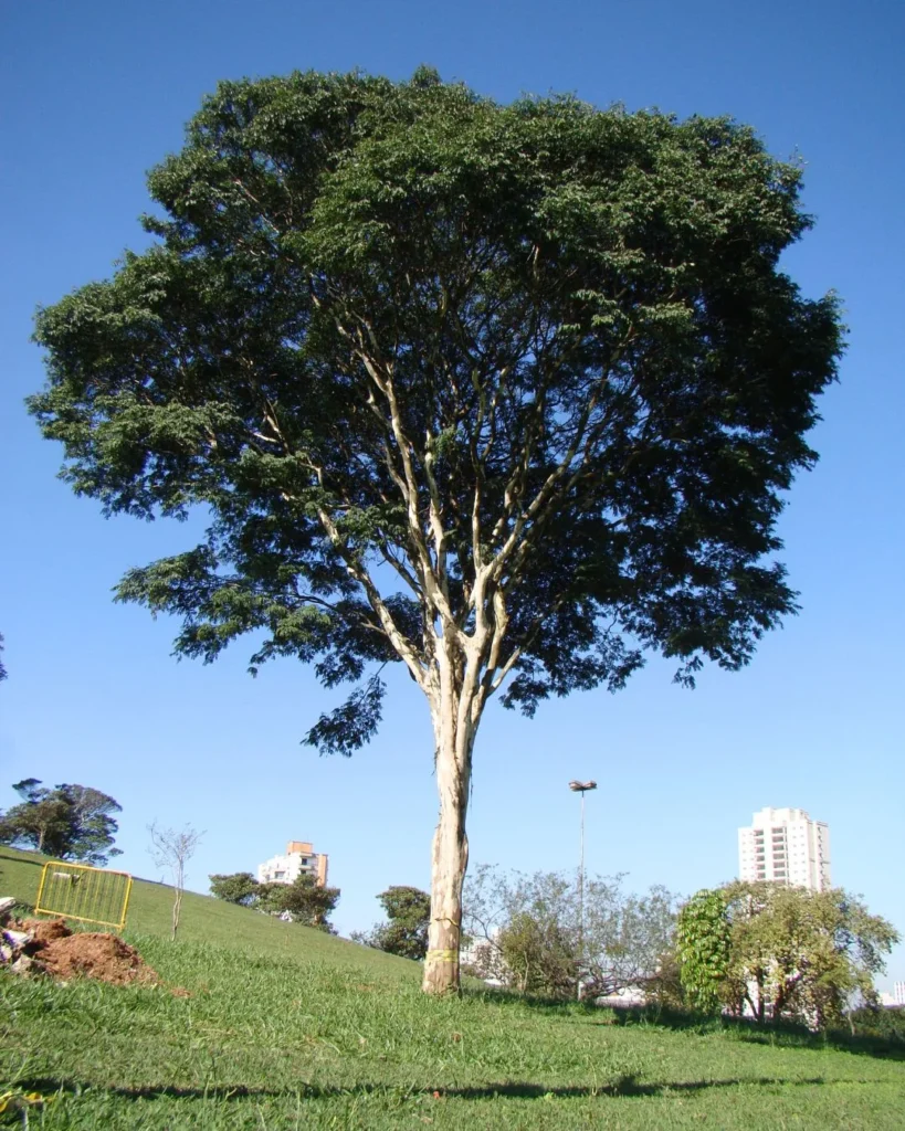 Brazilian Ironwood - Libidibia ferrea var leiostachya