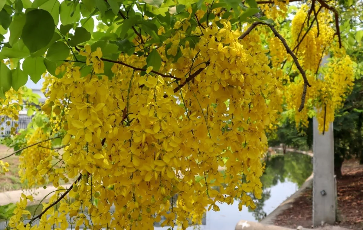 Golden Shower Tree - Cassia fistula