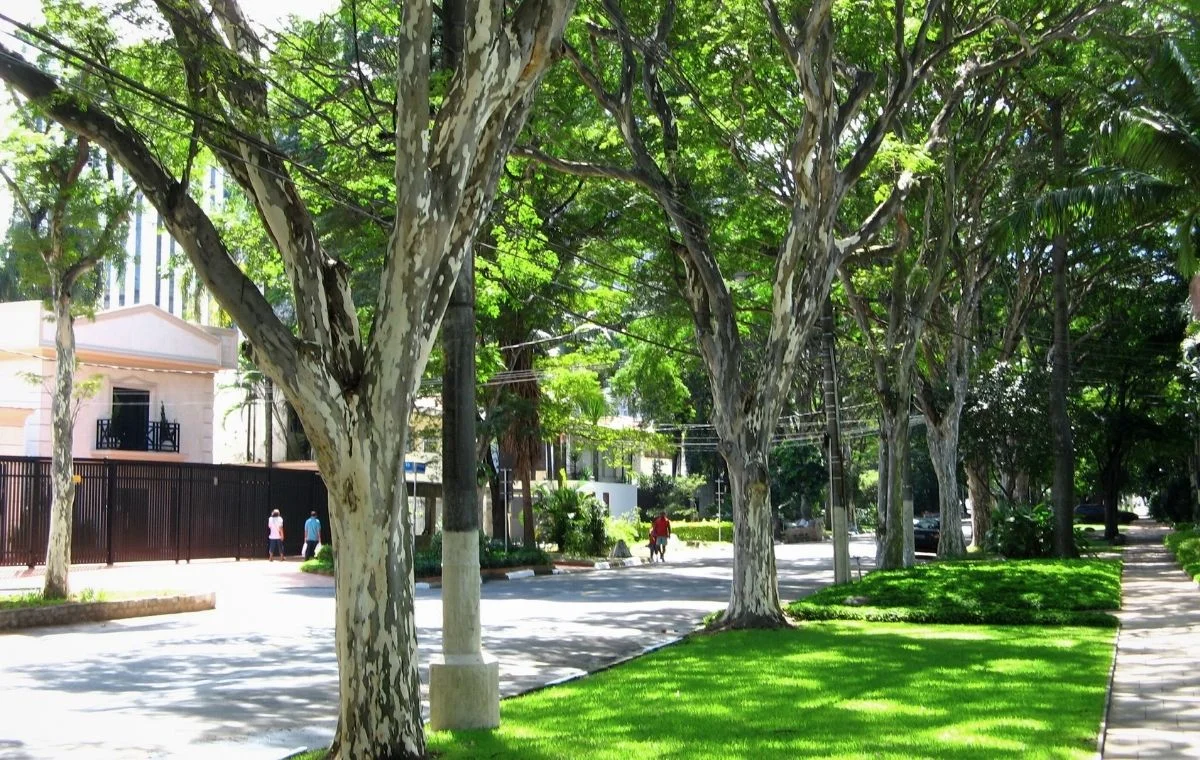 A roadside with a Brazilian Ironwood line