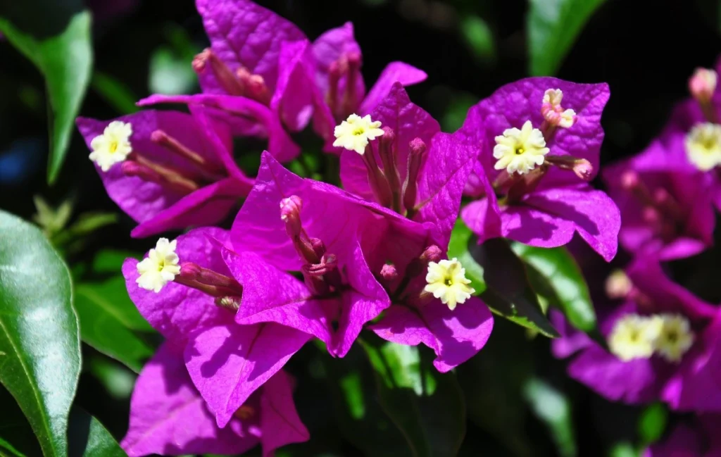 Bougainvillea glabra flowers