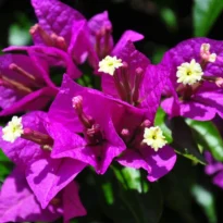 Bougainvillea glabra flowers
