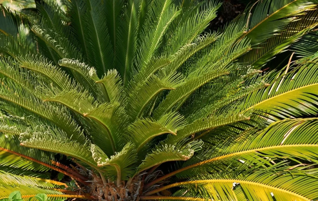 Cycas revoluta - Japanese Sago Palm