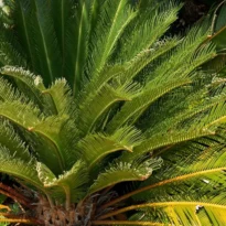 Cycas revoluta - Japanese Sago Palm