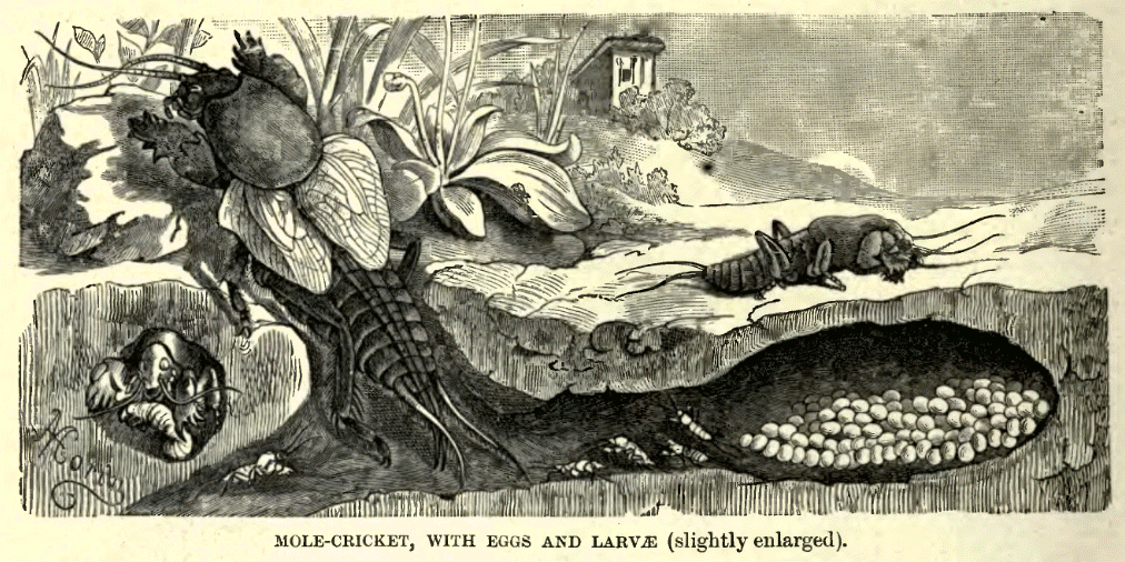 Mole Cricket Life Cycle.