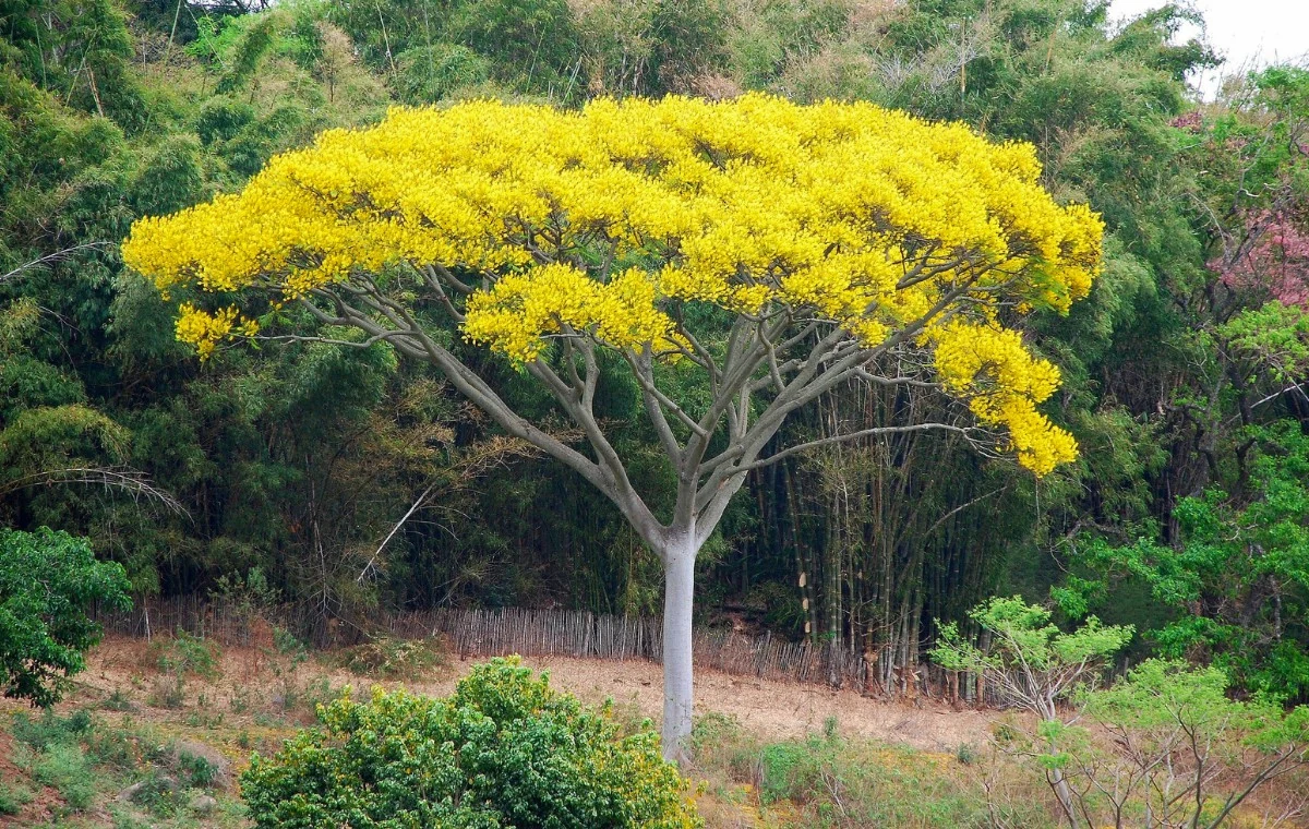 Schizolobium parahyba flowering