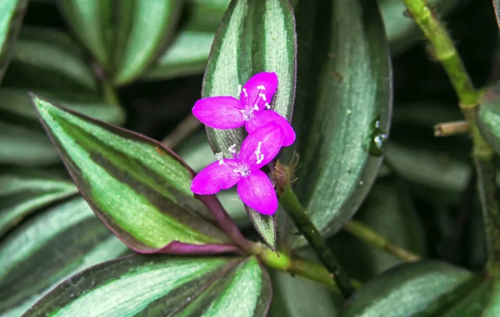 Flower of Tradescantia zebrina