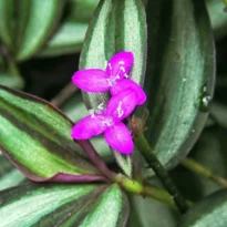 Flower of Tradescantia zebrina