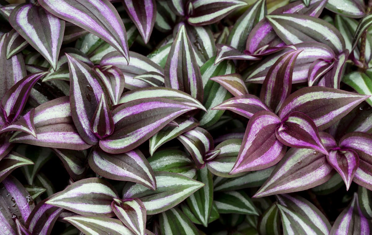 Tradescantia zebrina