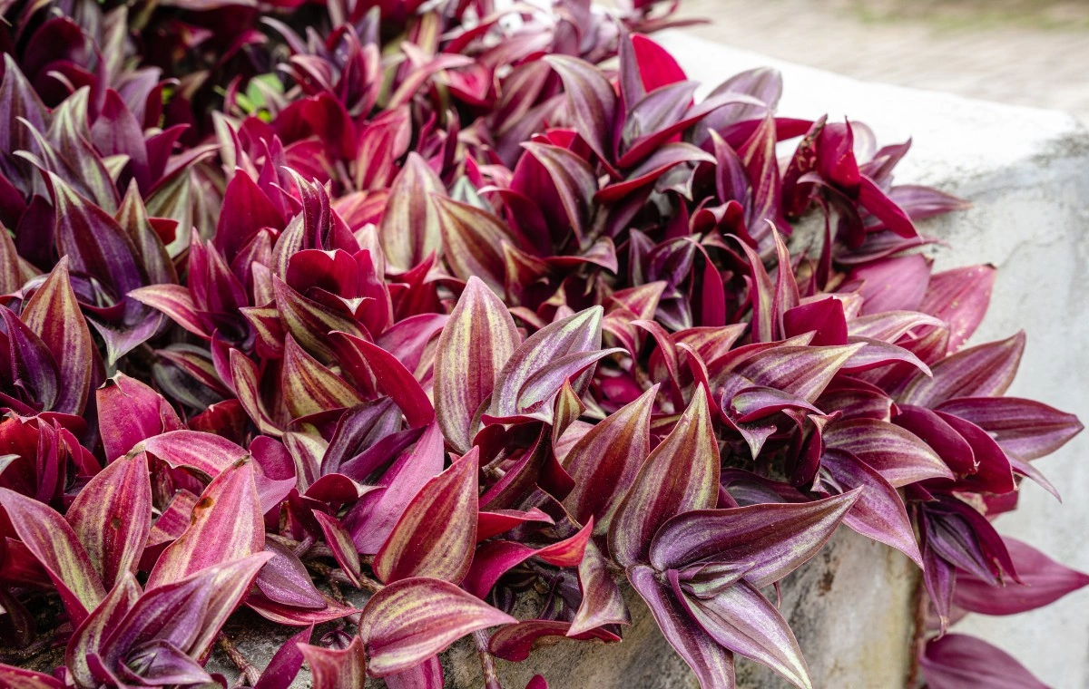 sun kissed tradescantia zebrina - purple