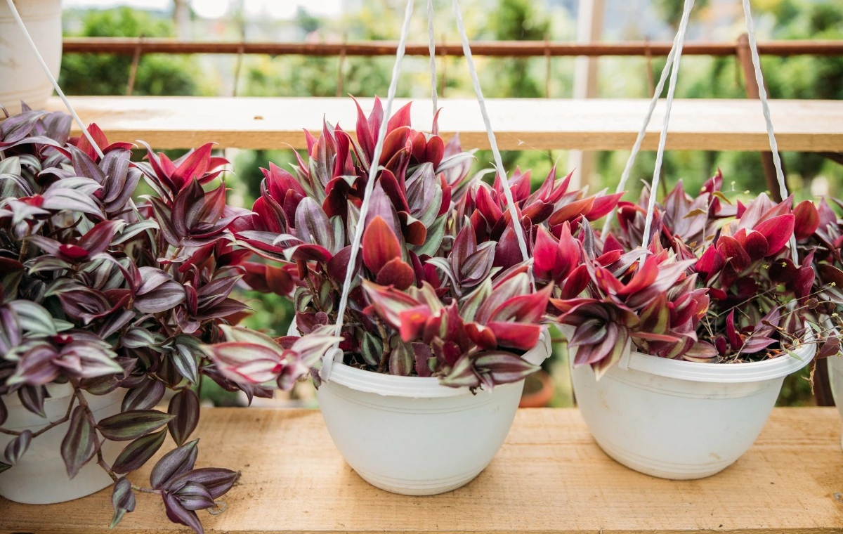 Potted Tradescantia zebrina