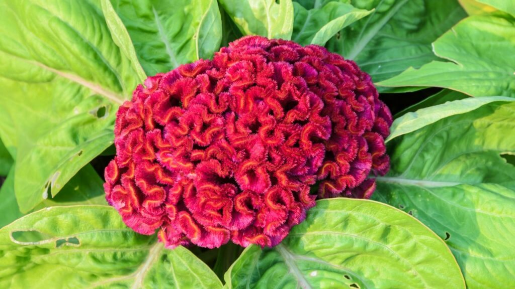 Cockscomb red - Celosia cristada