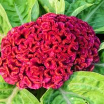 Cockscomb red - Celosia cristada