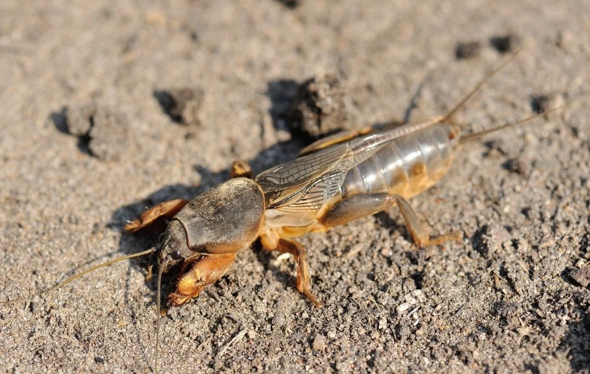 Mole crickets