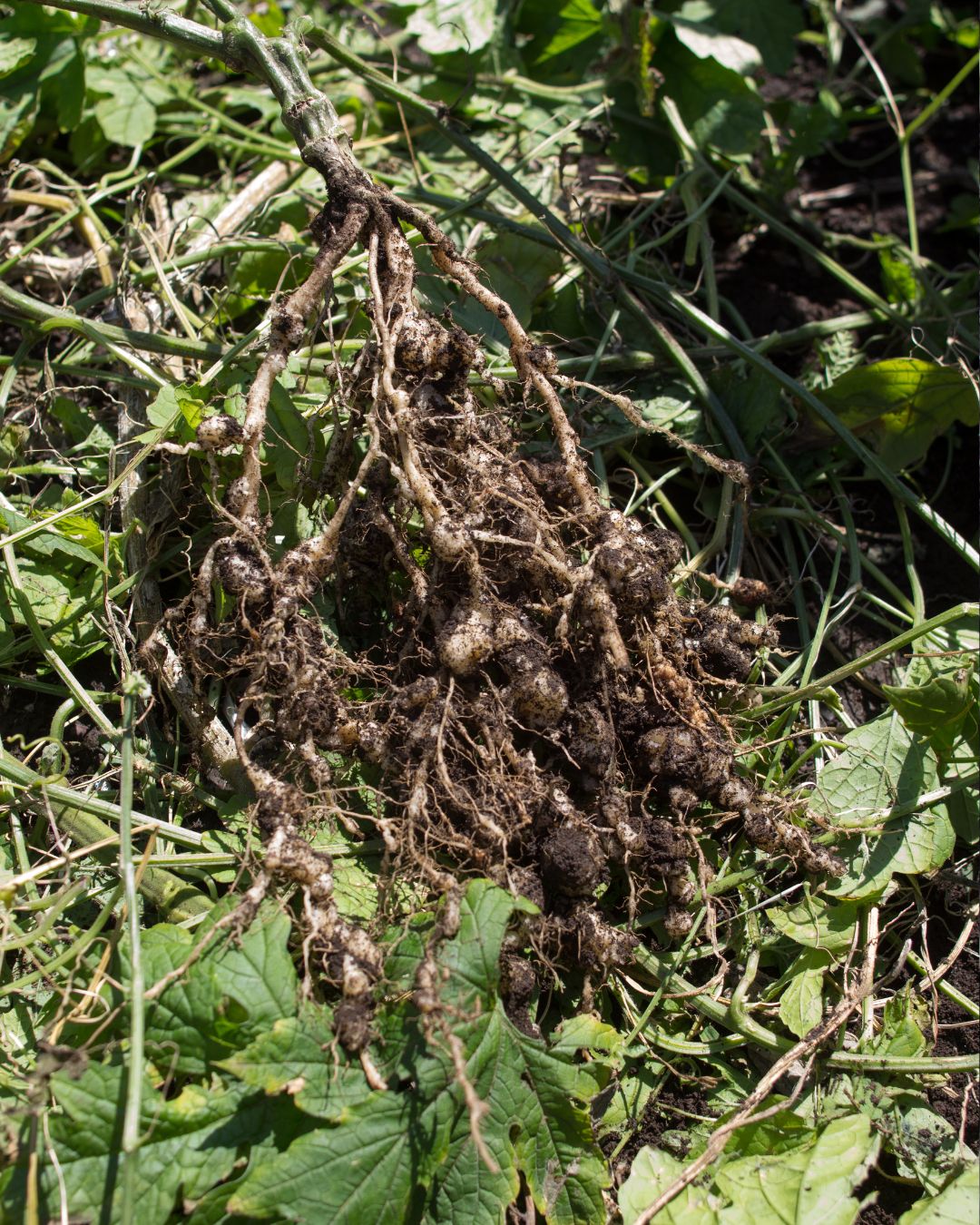 Roots with nodules due to nematode infection.