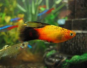 Platy Fish