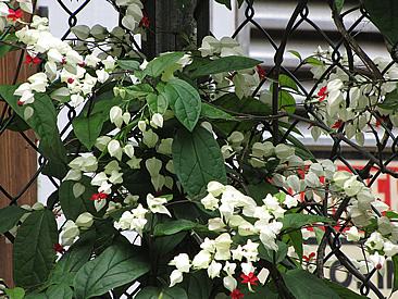 Protective grilles turn into vibrant green curtains with bleeding heart vine. Photo by Forest and Kim Starr