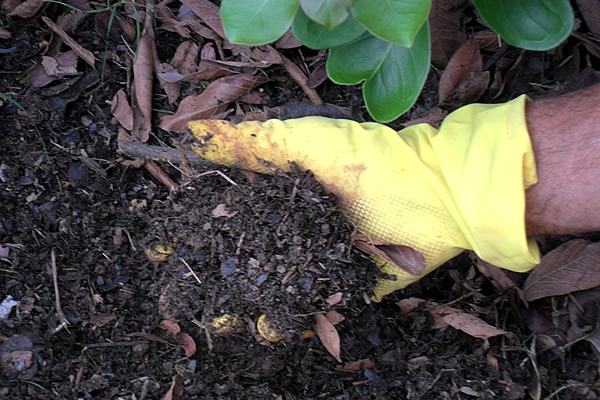 A well-made compost contains all micronutrients.