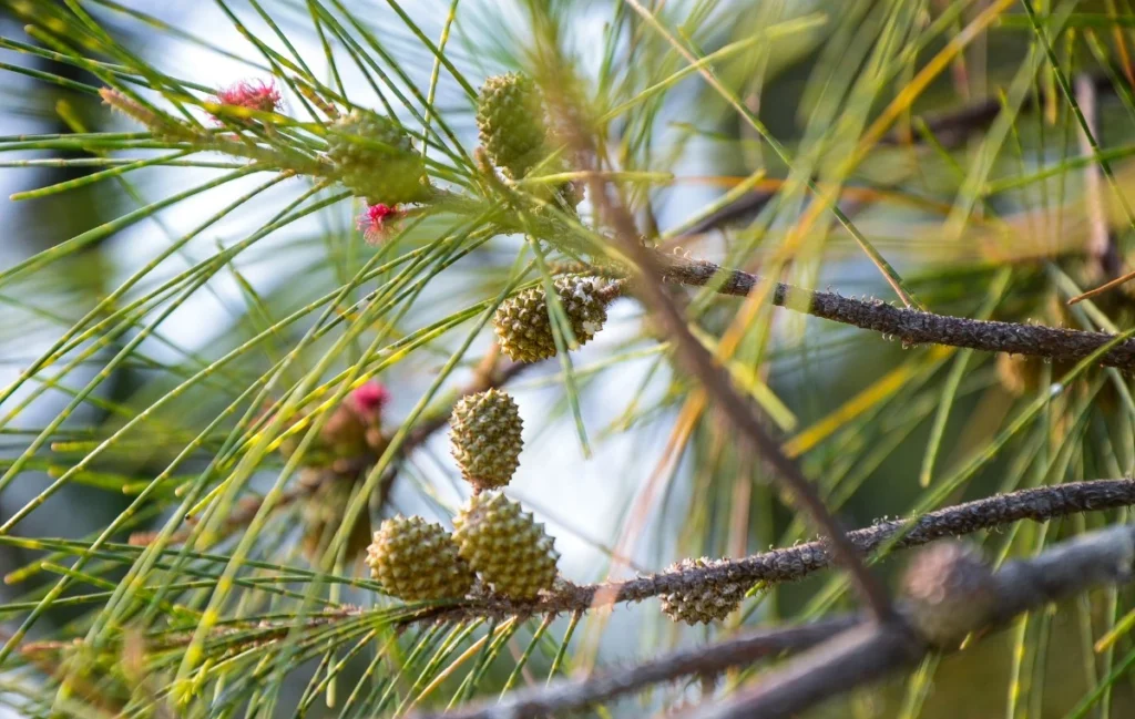 Casuarina equisetifolia fruits