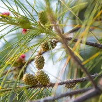 Casuarina equisetifolia fruits