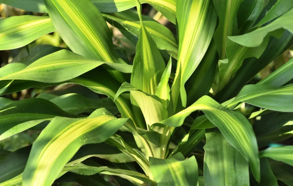 Dracaena fragrans leaves detail