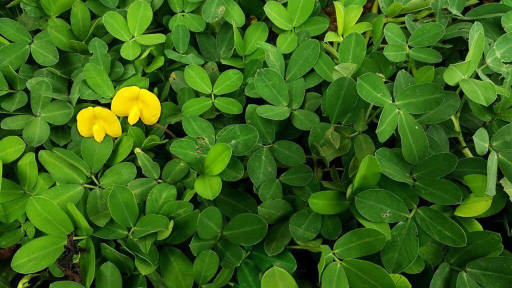 Peanut Grass - Arachis repens