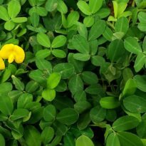 Peanut Grass - Arachis repens