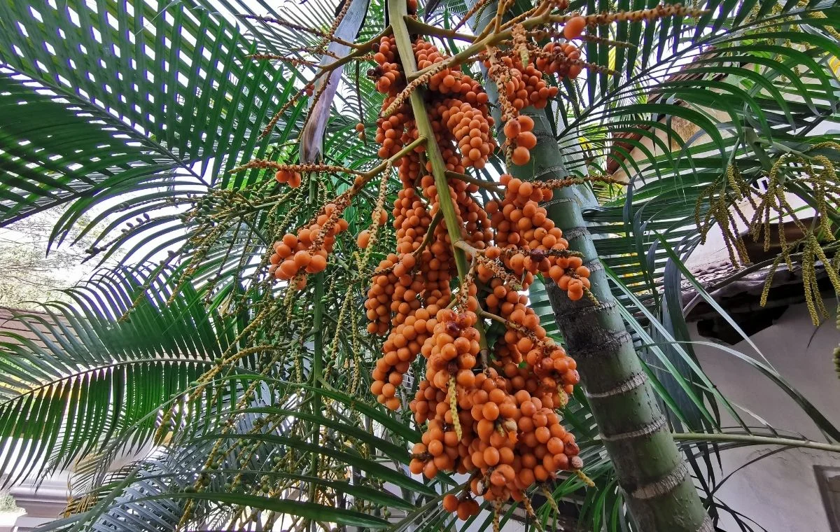 Areca Palm Fruits - Dypsis lutescens