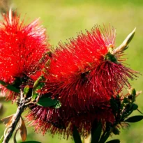 Callistemon - Bottlebrush