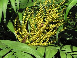 Inflorescence of Parlour Palm Photo by Forest & Kim Starr