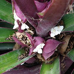 Detail of the flowers. Photo by Forest & Kim Starr