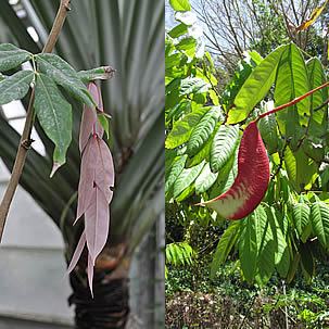 Detail of young leaves on the left and the pod on the right. Photos by Forest & Kim Starr and Citron, respectively.