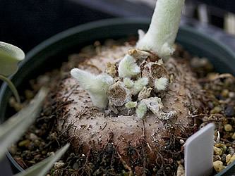 Detail of the tuberous root of the Brazilian Edelweiss. Photo by Salchu