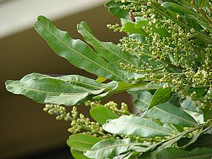 Detail of leaves and inflorescences. Photo by Forest & Kim Starr