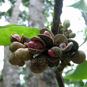 Detail of the fruits. Photo by Kanoak