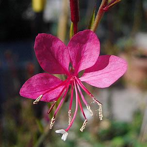 Beeblossom-rosa. Photo by Candiru