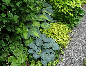 Bed with hostas and acorus. Photo by Brewbooks