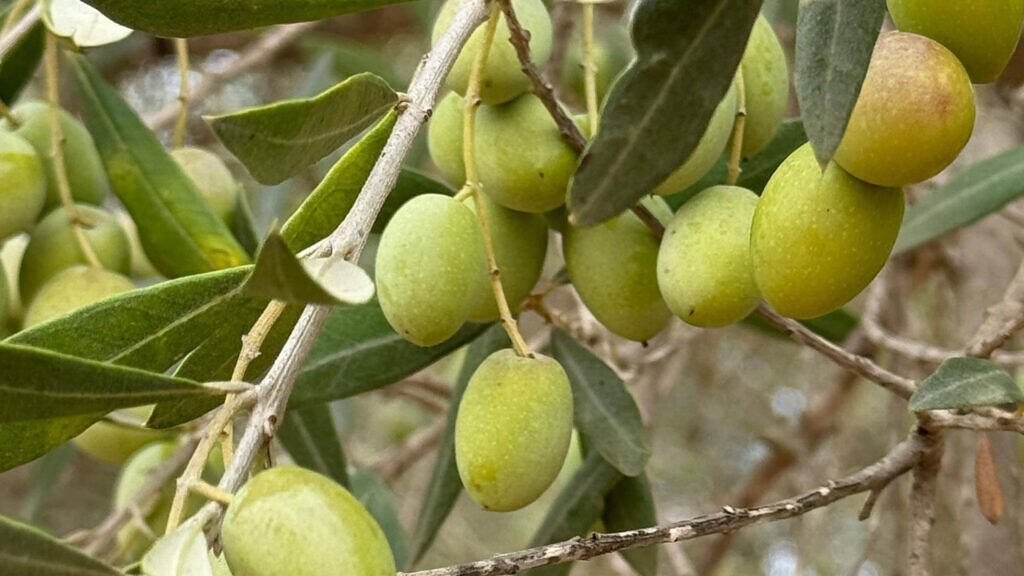 Olive tree