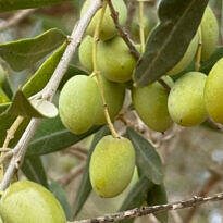 Olive tree