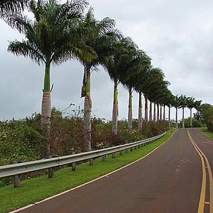 Cuban royal palms along the road. Photo by 