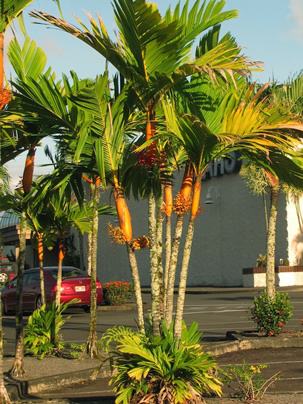 Mature clump of Orange Crown Shaft Palm in full sun. Photo by Malcom Manners