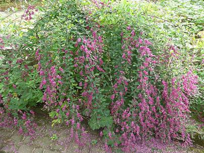 Lespedeza_thunbergii_bush