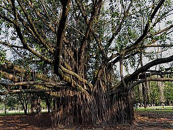 Mature tree showing aerial roots and branching. Photo by Ulrich Peters