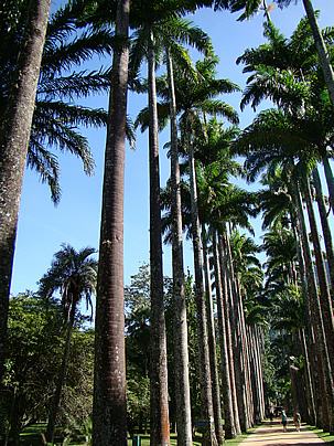 Caribbean Royal Palm avenue at the Rio de Janeiro Botanical Garden. Photo by Mauro Guanandi