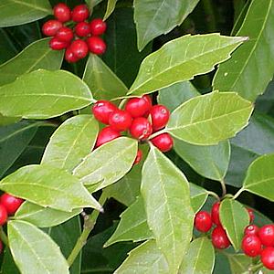 Detail of the fruits of Aucuba japonica.