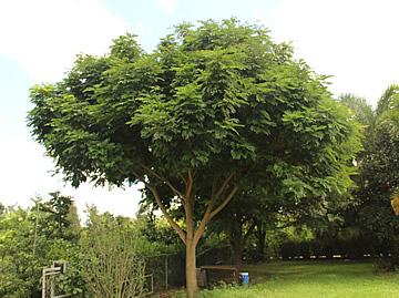 Brinco-de-índio (photo of the tree). Photo by TreeWorld
