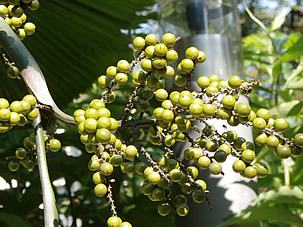 Fruits of the round Licuala. Photo by Techie Old Fox