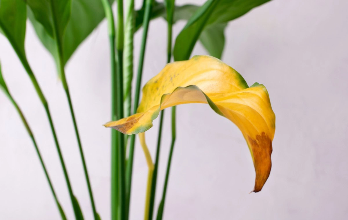 Spathiphyllum with yellow leaf