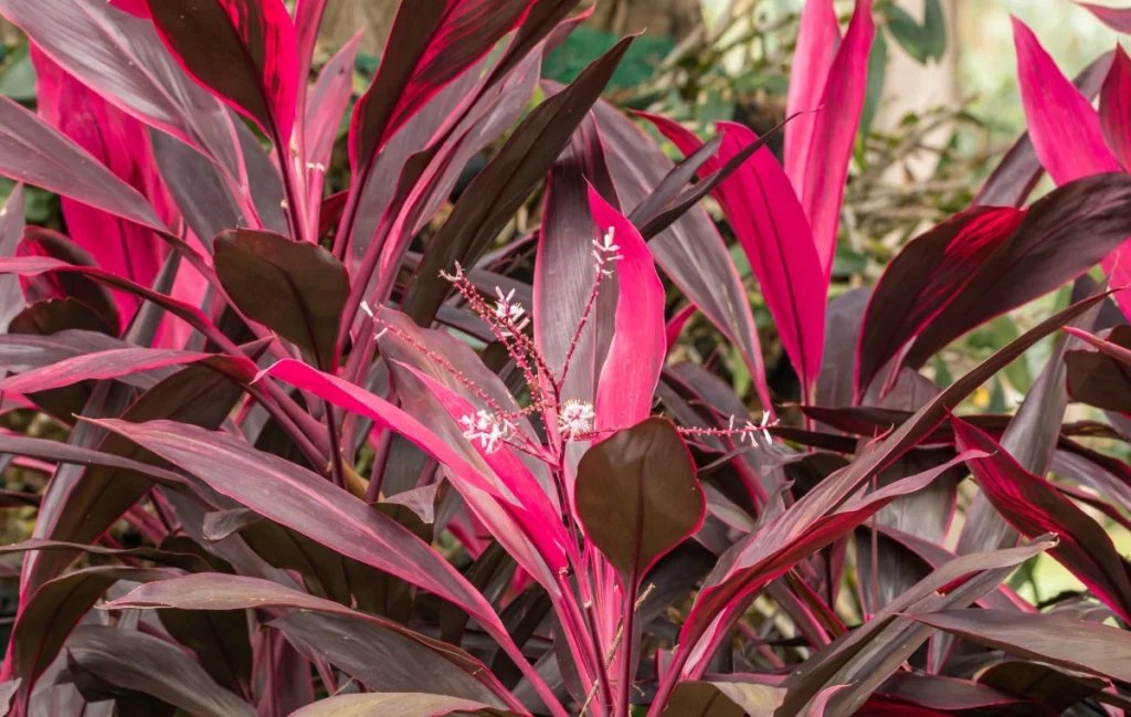 Cordyline fruticosa